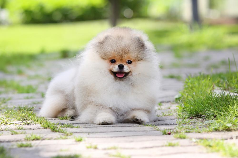 Little teacup Pomeranian puppy sits in the green grass