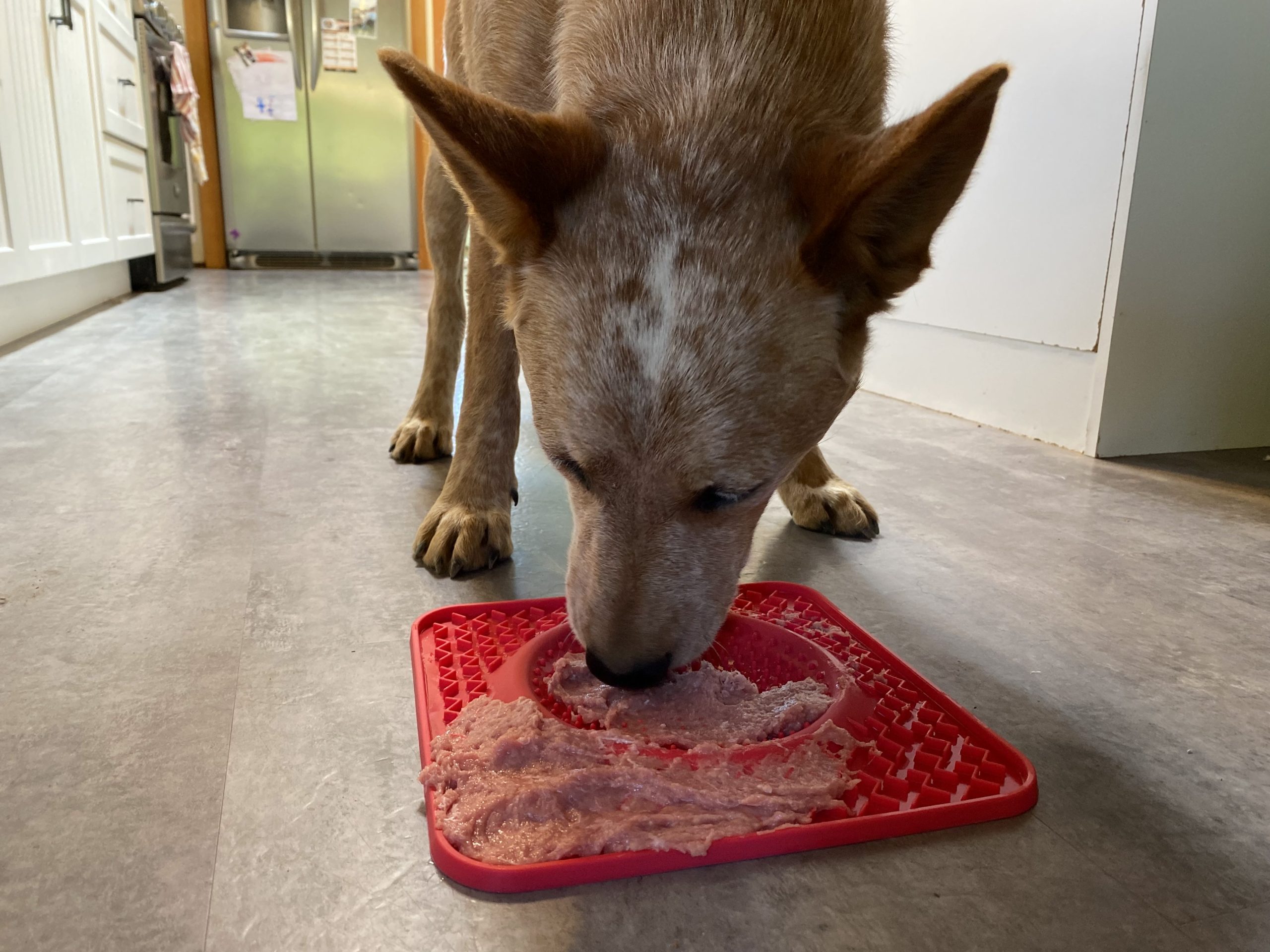 Messy Mutt Red Mat