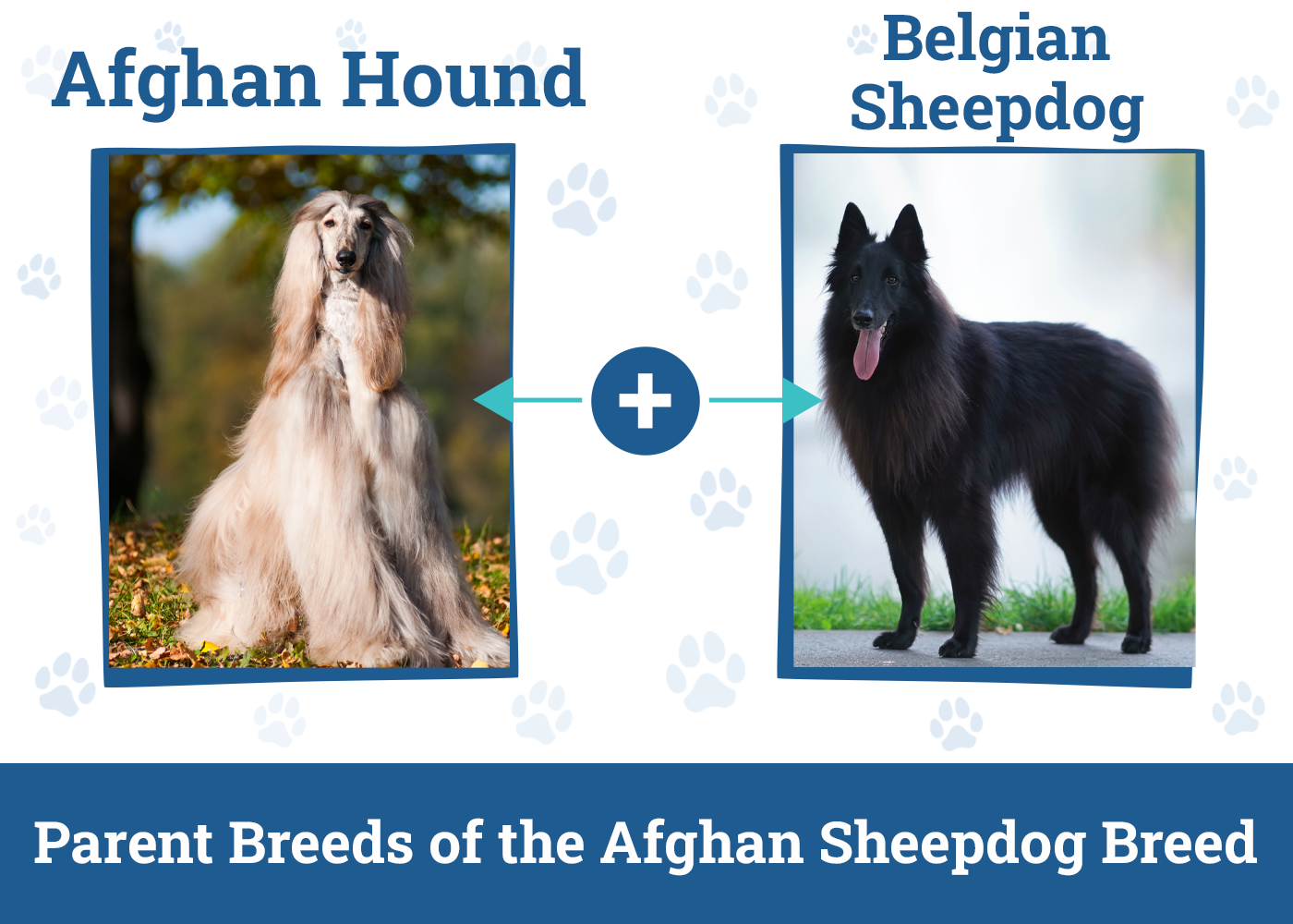 Parent Breeds of the Afghan Sheepdog Breed