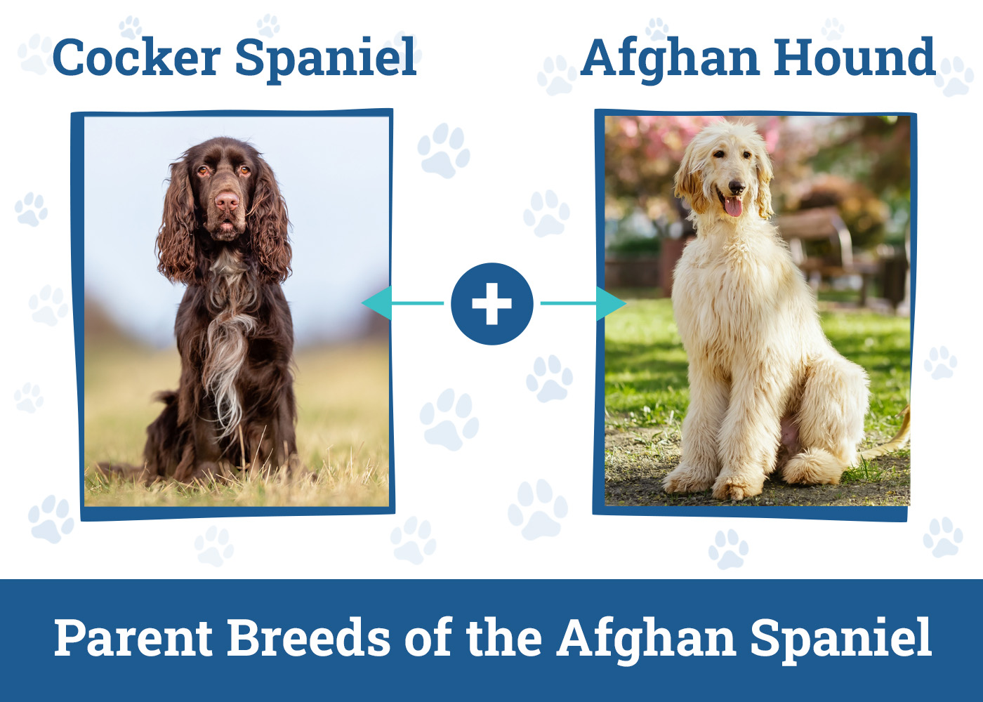 Parent Breeds of the Afghan Spaniel