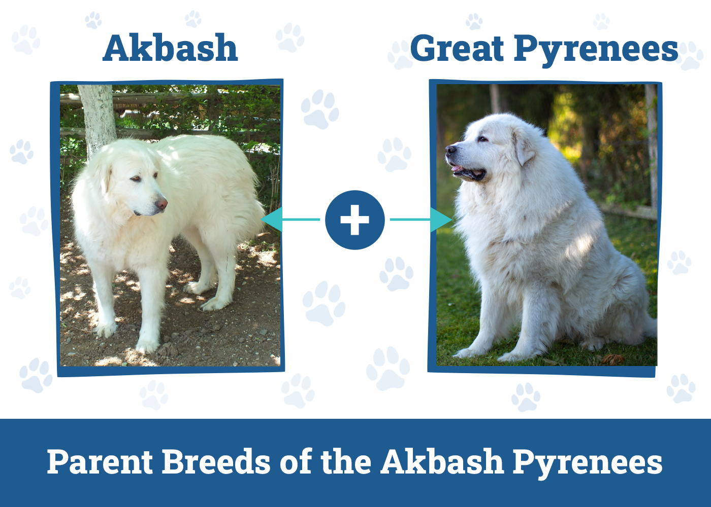 Parent Breeds of the Akbash Pyrenees