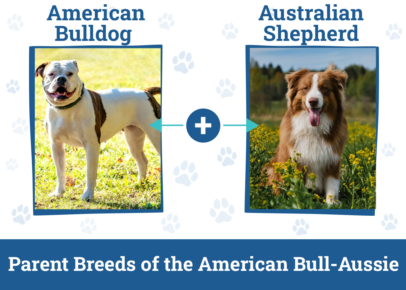 Parent Breeds of the American Bull-Aussie
