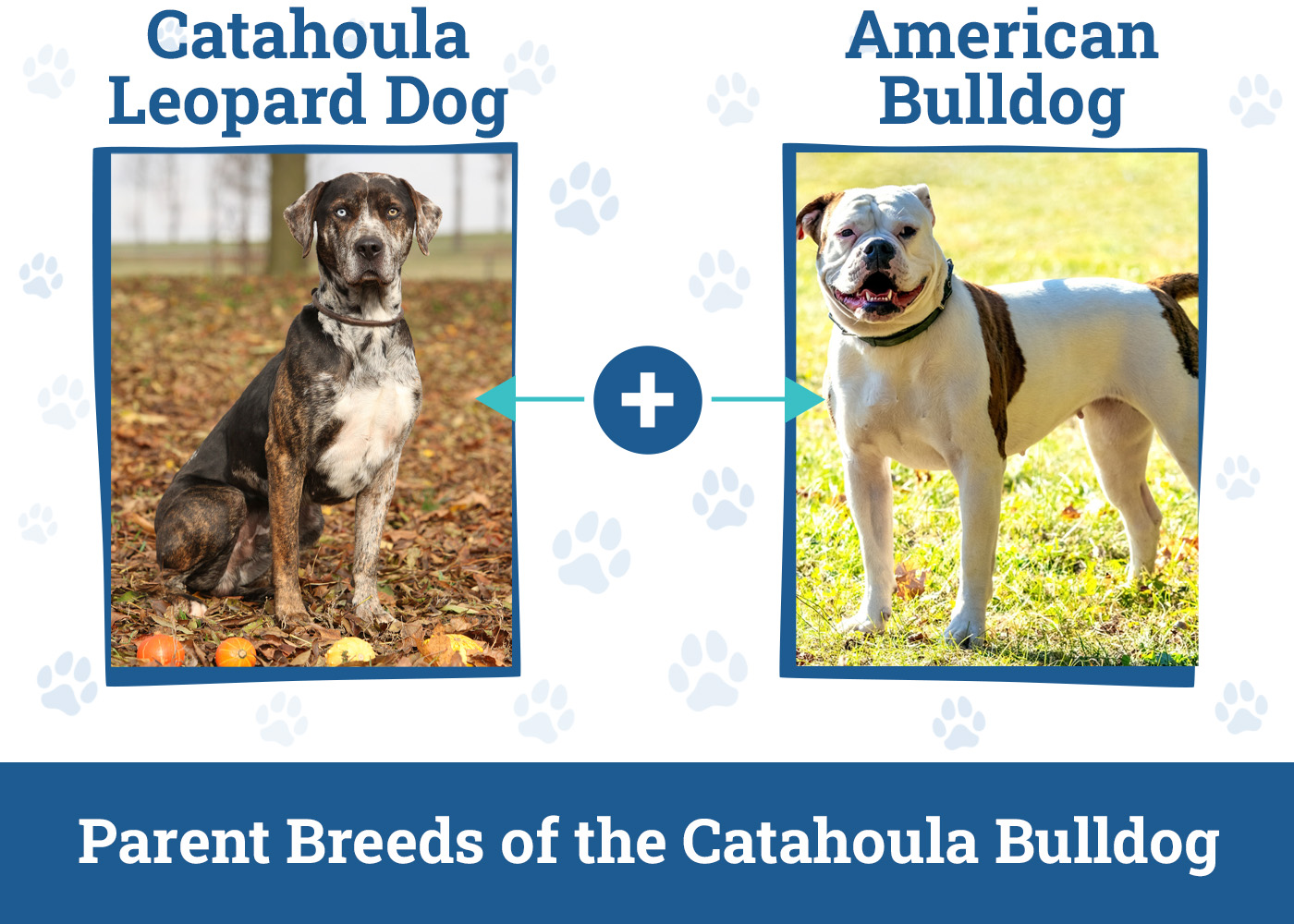 Parent Breeds of the Catahoula Bulldog