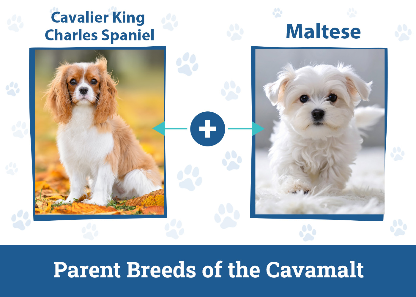 Parent Breeds of the Cavamalt