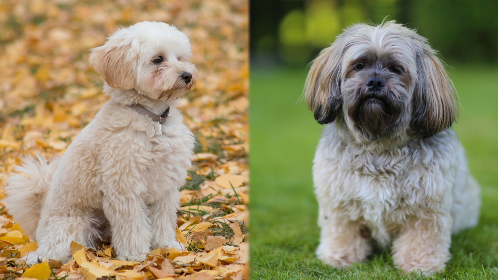The Parent Breeds of Kyi-Leo
