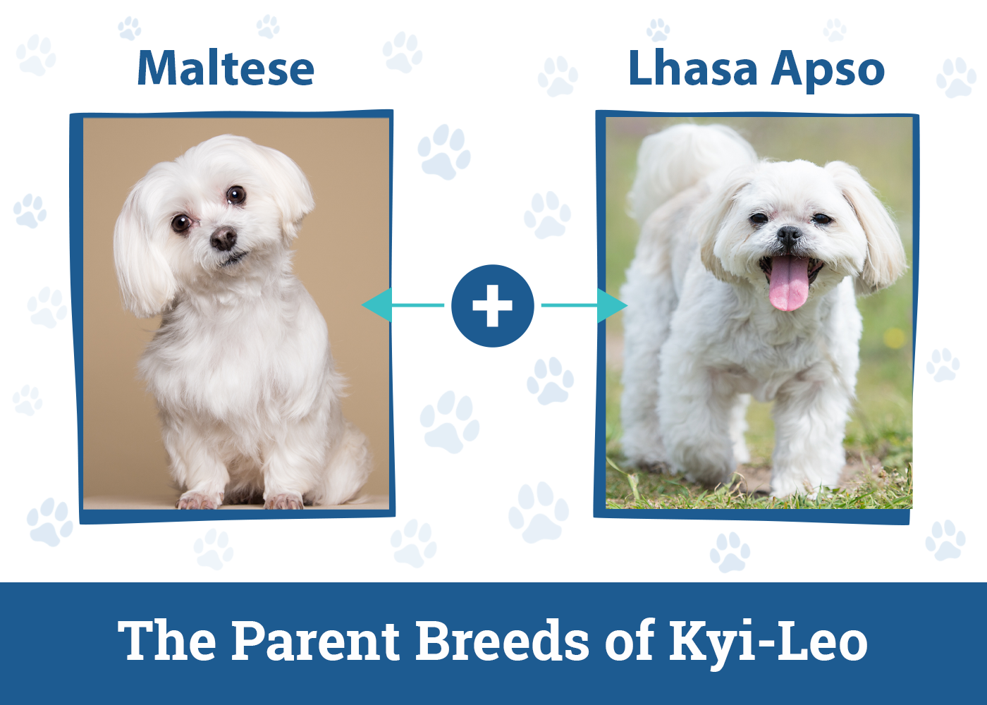 The Parent Breeds of Kyi-Leo