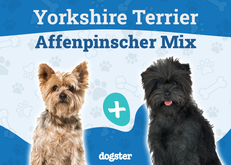 The parent breed of Affenshire