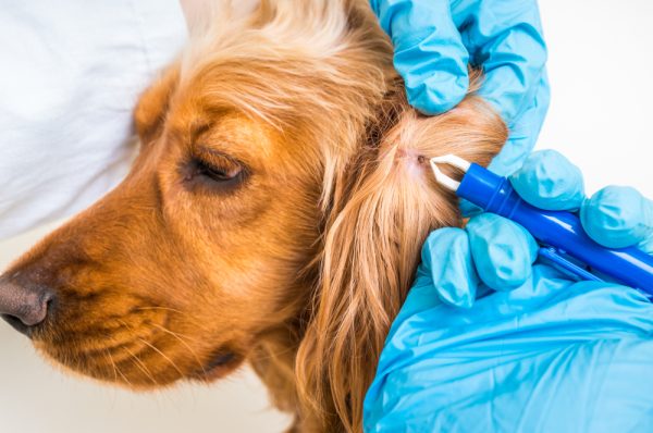 Vet doctor removing a tick from the Cocker Spaniel dog