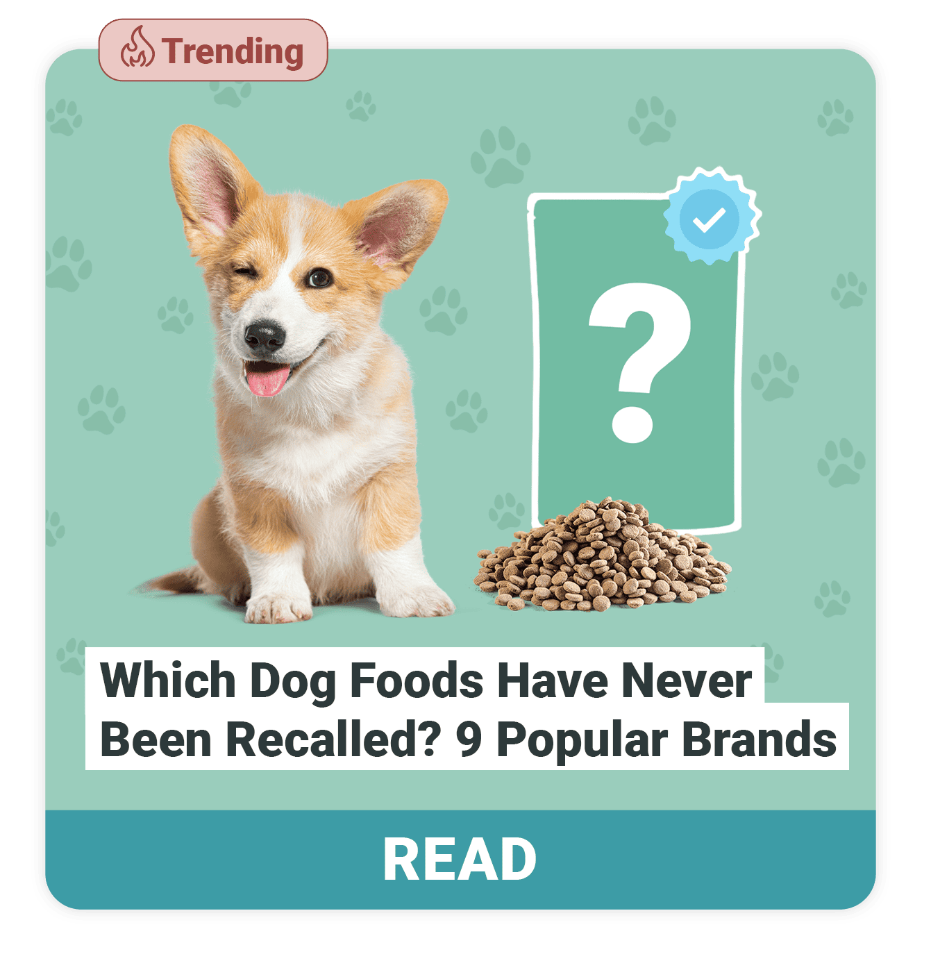 Which-Dog-Foods-Have-Never-Been-Recalled