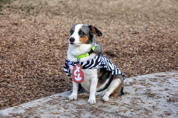 auggie dog wearing costume and collar