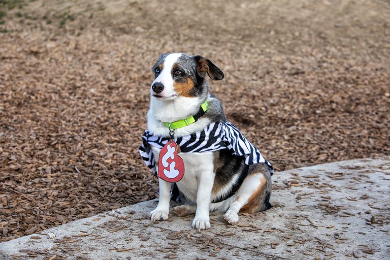 Auggie Dog Breed: Info, Pictures, Care Guide & More – Dogster