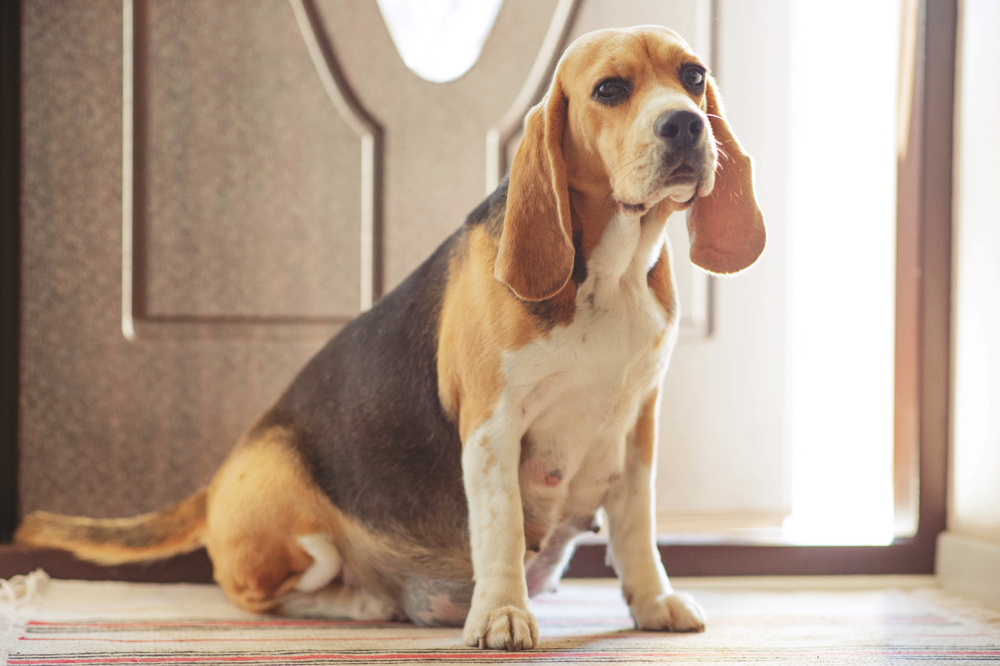 beagle Dog on the doorstep of the house