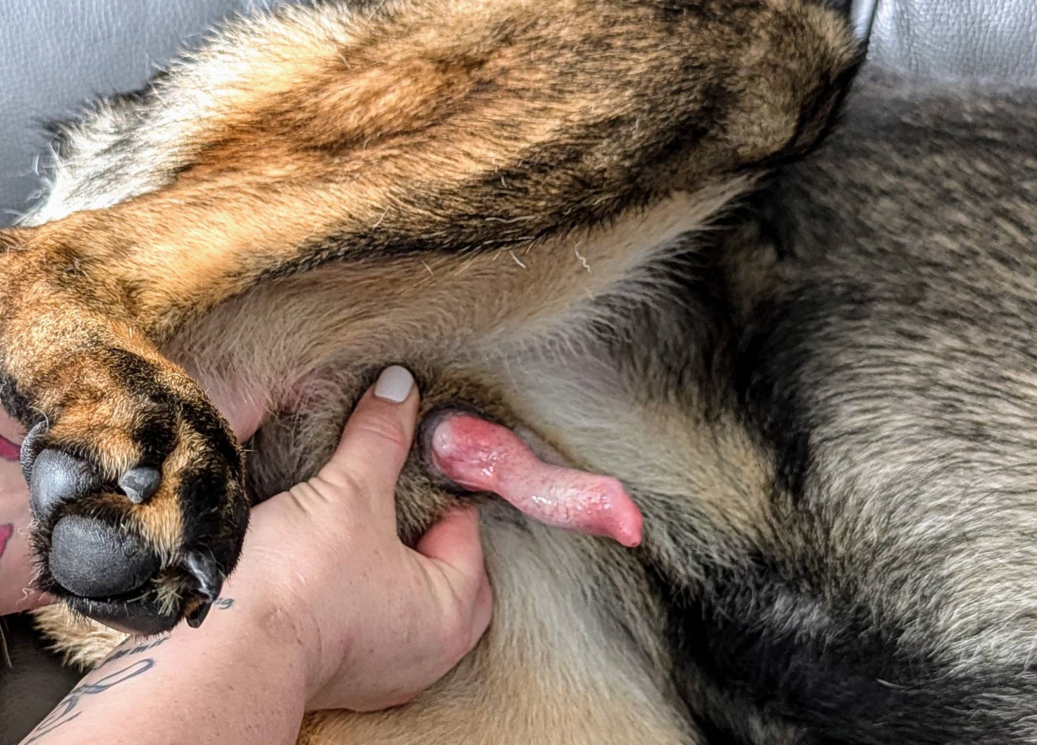 dogs penis Dog Penis Behavior: Everything You Wanted to Know (Vet Answer) – Dogster
