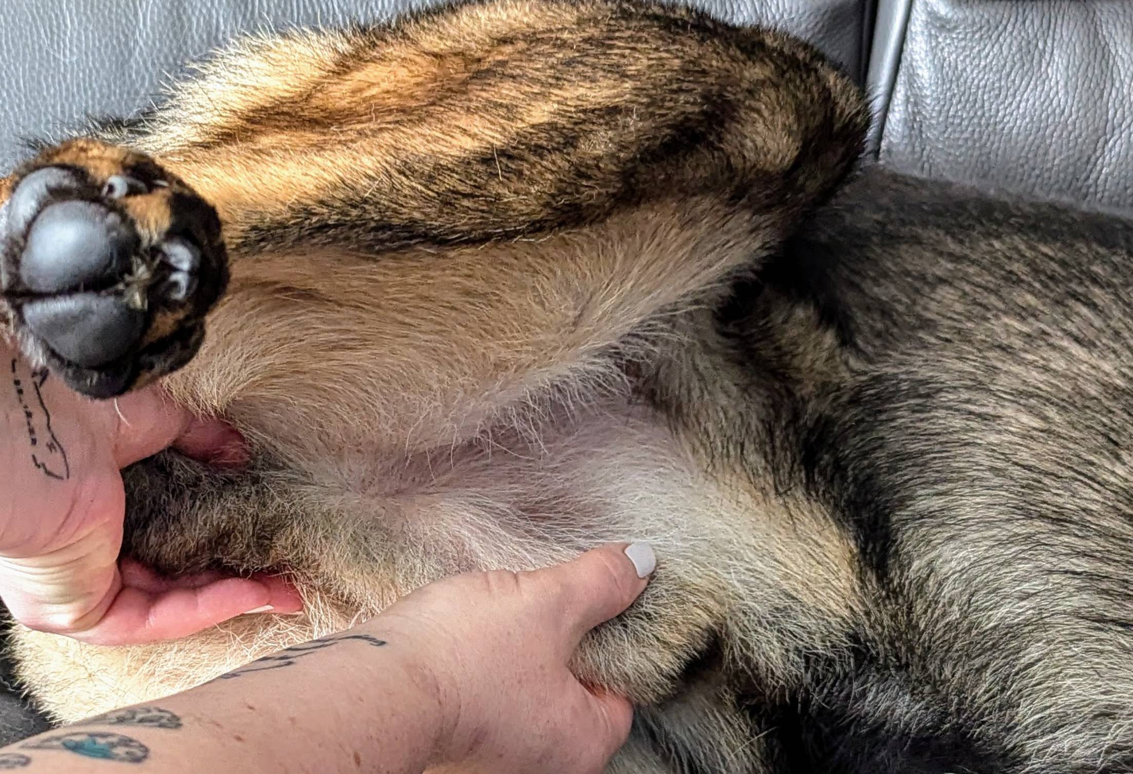locating the penis of the dog