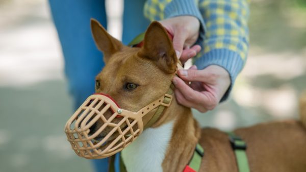 owner puts a basket muzzle on the African dog breed Basenji for a walk