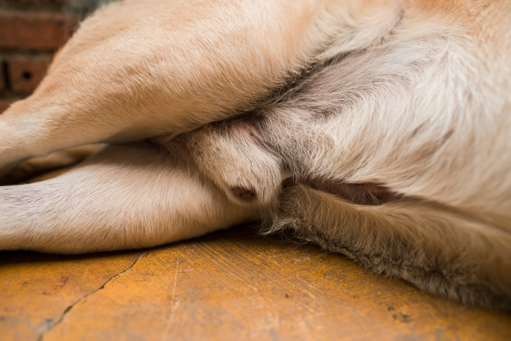 penis of a dog lying down