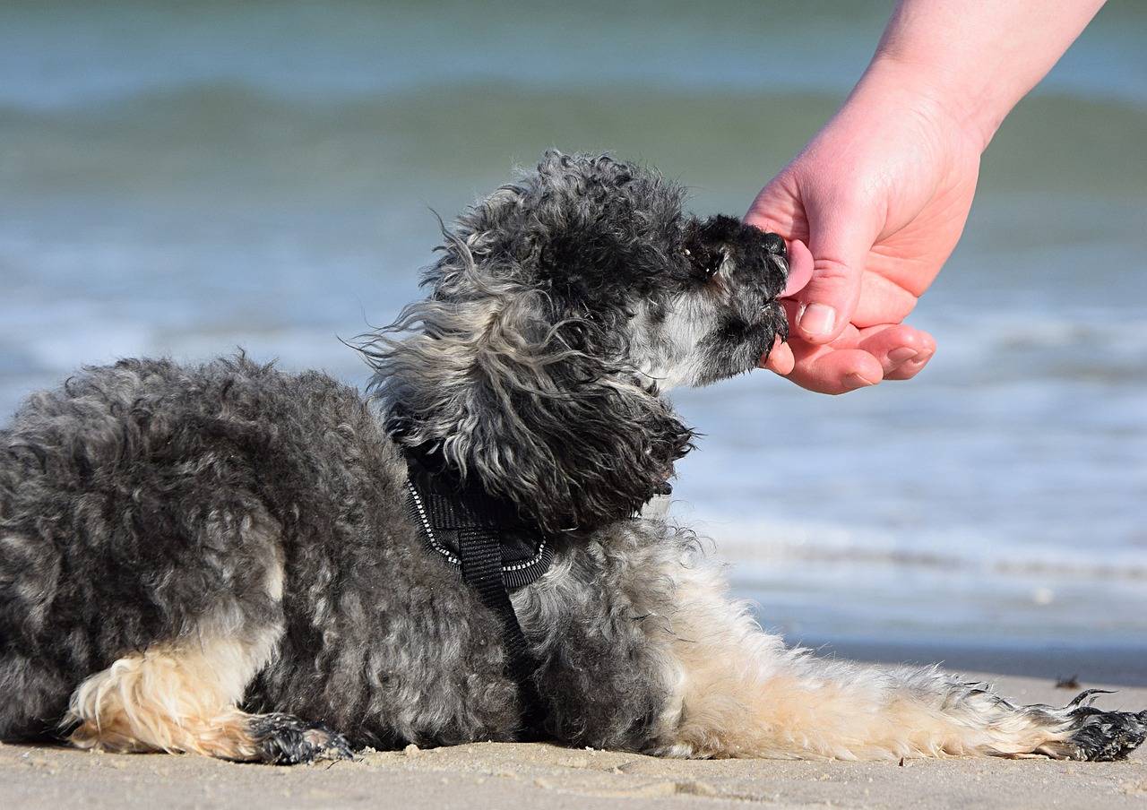 Poodle licking its owner's hand