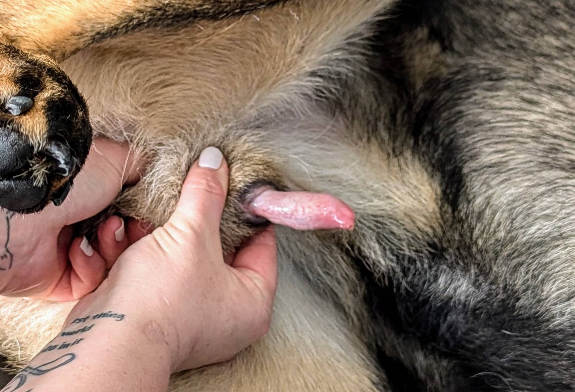 pulling the prepuce back whilst pushing the os penis forward