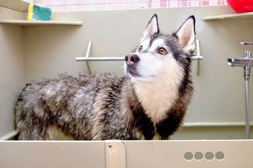 Siberian husky bath time
