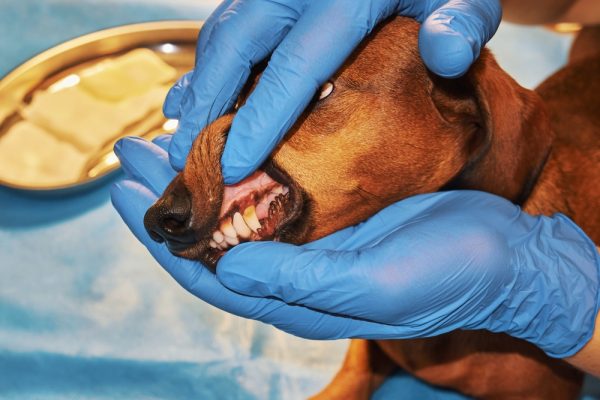 vet checking dog's teeth