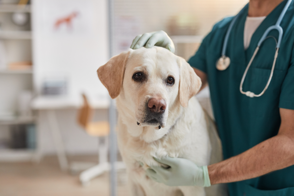 vet petting labrador retriever dog