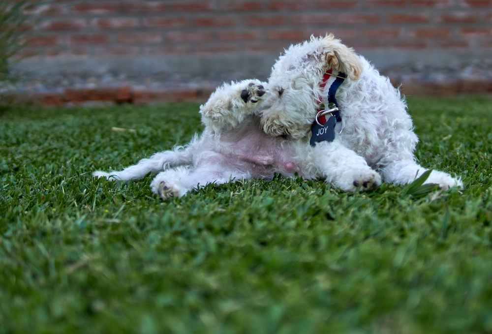 White poodle licking its privates, umbilical hernia visible