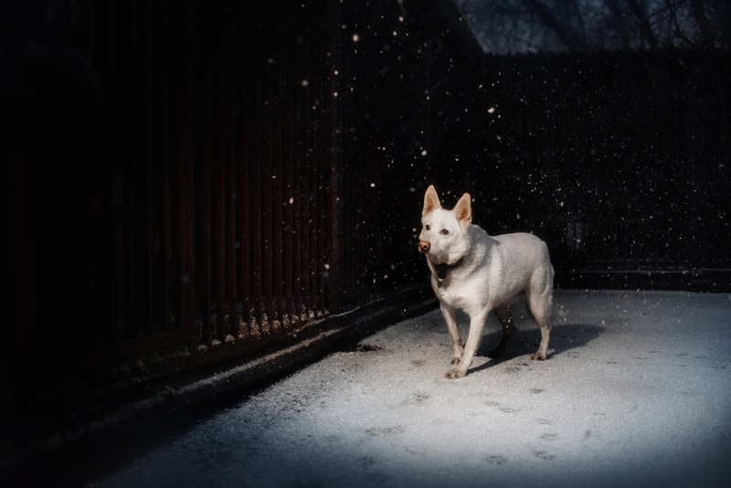 Should I Leave a Light On for My Dog at Night? Our Vet Explains Dogster