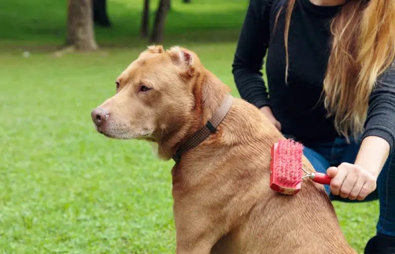 woman grooming or brushing a brown pitbull dog