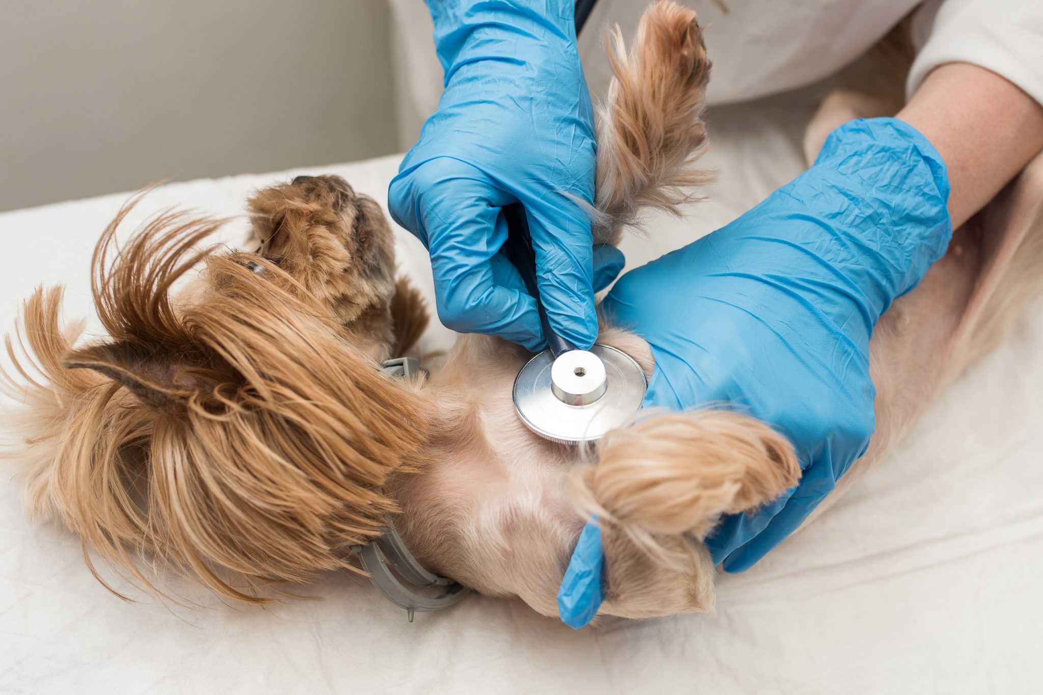 Image showcasing Gluten Intolerance in Dogs: Vet-Verified Signs, Causes & Care Guide ...