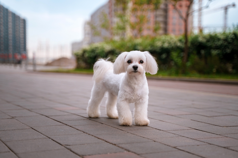 A white little bichon frise dog on the street