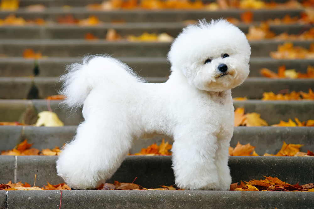Adorable perro Bichon Frise