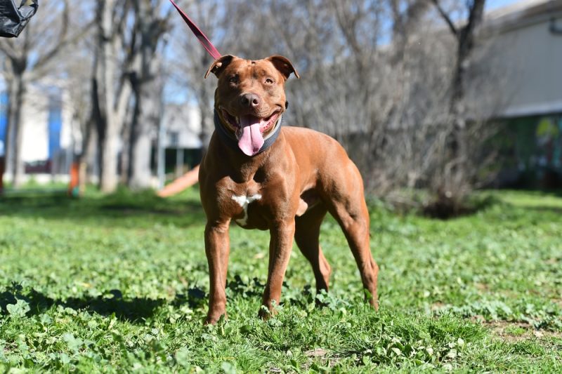 American Pit Bull Terrier dog standing at the park