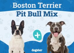 Boston Terrier Pit Mix Dog Breed: Info, Pictures, Care, & Facts – Dogster