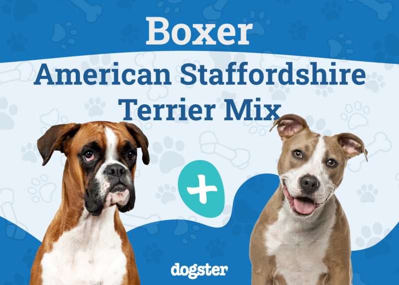 Boxer American Stafford Terrier Mix