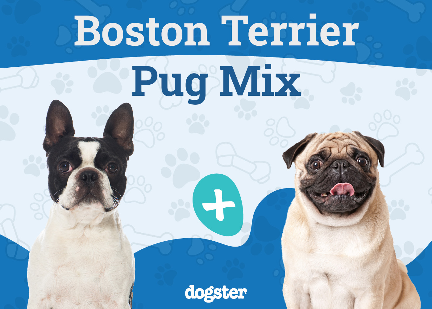Bugg Dog Breed
