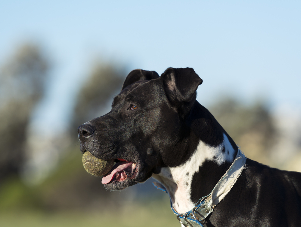 Bull Arab Dog Breed Info, Pictures, Care, & Facts Dogster