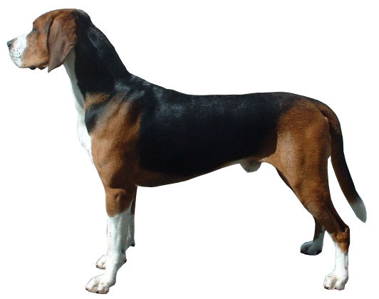 Chien Courant De Hamilton