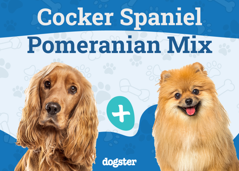 Cockeranian Mixed Dog Breed