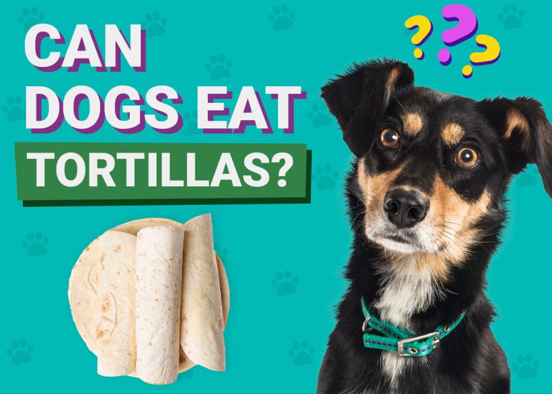 Dogster-Can-Dogs-Eat-Tortillas