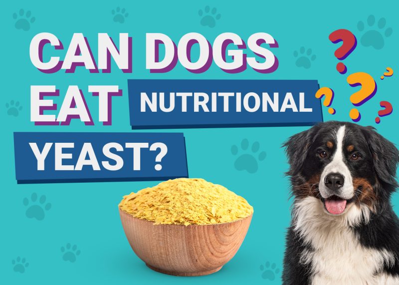 Can-Dogs-Eat-Nutritional-Yeast