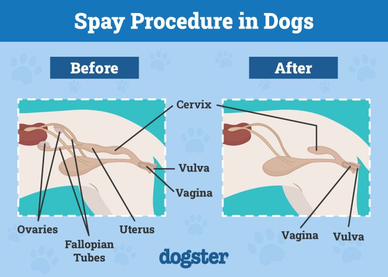 At What Age Do Dogs Reach Sexual Maturity? What Science Says! – Dogster