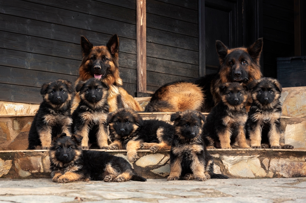 Familie Duitse herdershonden op de stoep