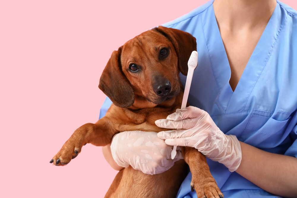 Female veterinarian brushing teeth of dachshund dog on pink background
