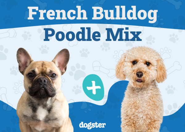 Froodle Dog Breed: Info, Pictures, Care, & Facts – Dogster