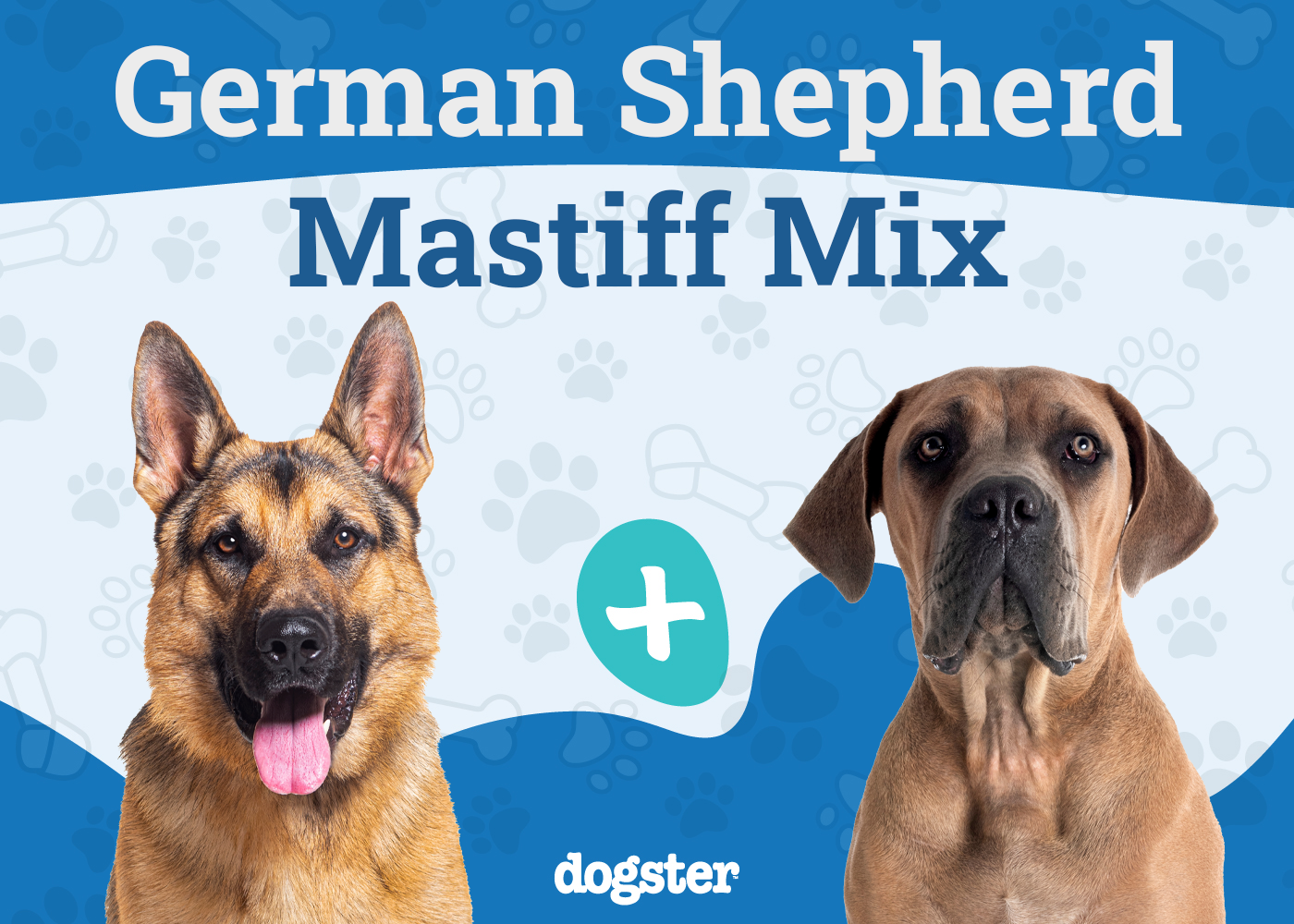 German Shepherd Mastiff Mix Dog