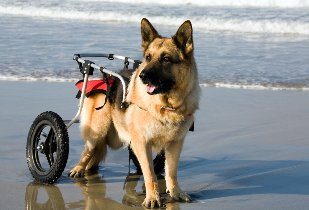 Duitse herdershond in een rolstoel op het strand