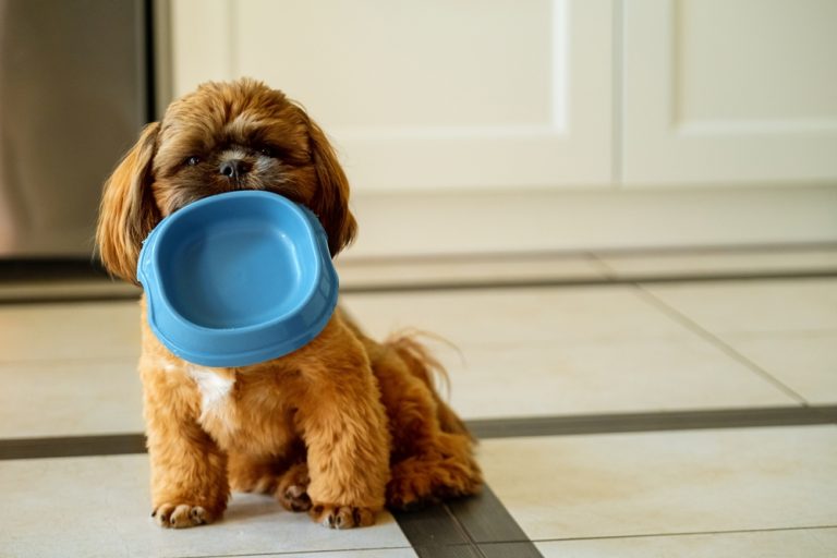 what-can-shih-tzus-eat-vet-approved-feeding-guidelines-dogster