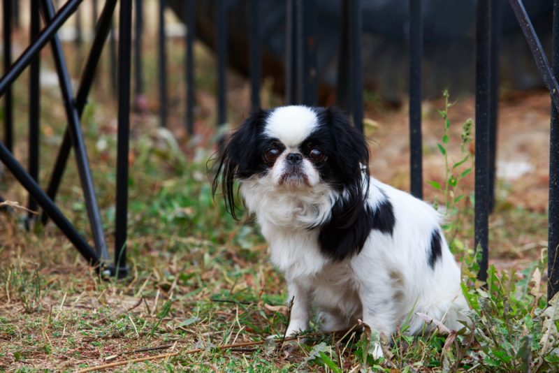 Japanese Chin dog sitting in the park