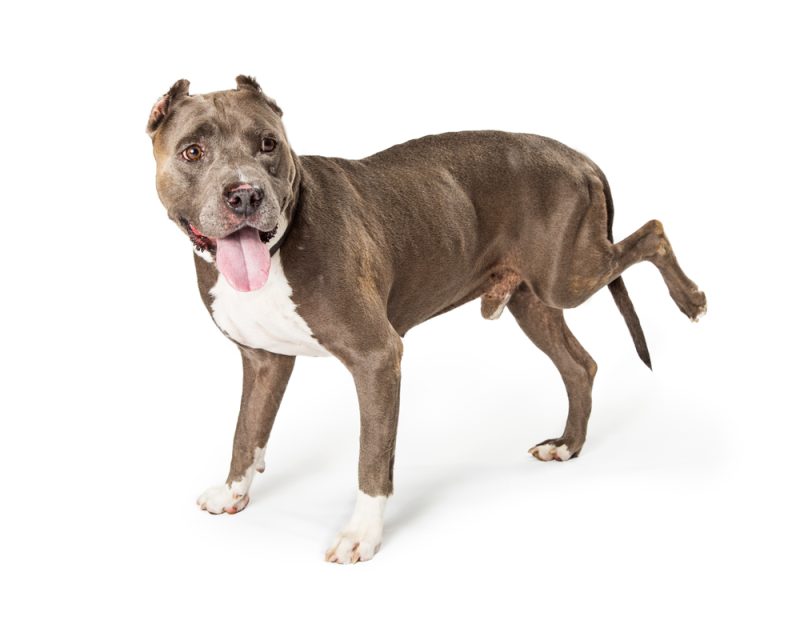 Large American Stafforshire Terrier with lame leg