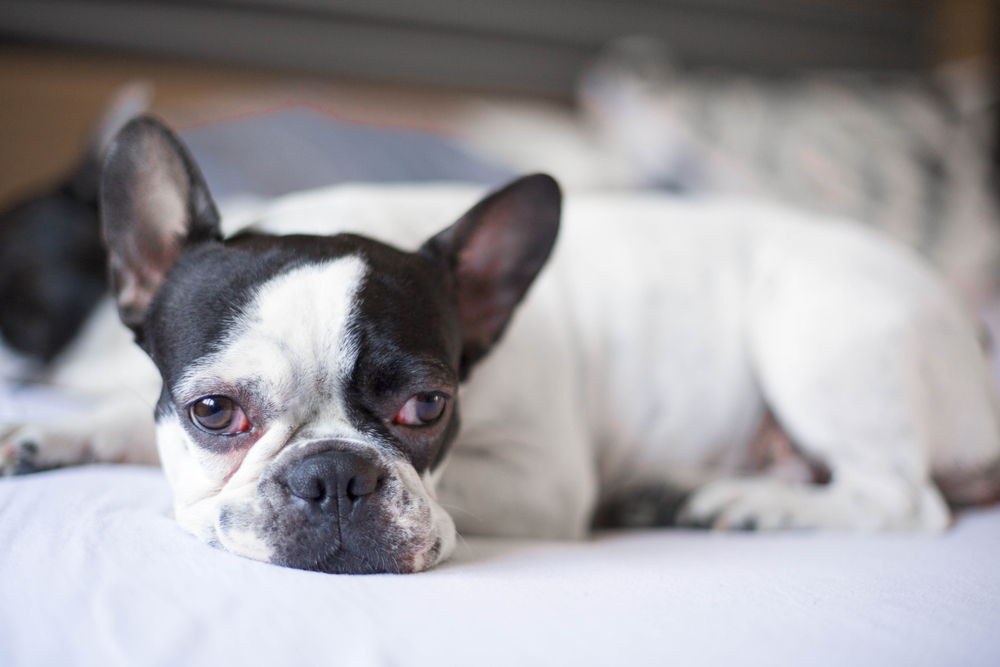 Little french bulldog dog with red swelling eyes from something allergy